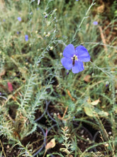 Load image into Gallery viewer, Close-up of the showy blue-purple flower of Wild Blue Flax (Linum lewisii). One of 100+ species of Pacific Northwest native plants available at Sparrowhawk Native Plants, Native Plant Nursery in Portland, Oregon.