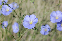 Load image into Gallery viewer, Close-up of the showy blue-purple flowers of Wild Blue Flax (Linum lewisii). One of 100+ species of Pacific Northwest native plants available at Sparrowhawk Native Plants, Native Plant Nursery in Portland, Oregon.