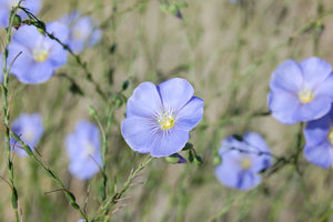 Close-up of the showy blue-purple flowers of Wild Blue Flax (Linum lewisii). One of 100+ species of Pacific Northwest native plants available at Sparrowhawk Native Plants, Native Plant Nursery in Portland, Oregon.