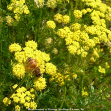 Load image into Gallery viewer, Lomatium utriculatum (Spring gold biscuitroot)