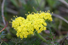 Load image into Gallery viewer, Close-up of the yellow flower of spring gold, also known as common Lomatium (Lomatium utriculatum). One of 100+ species of Pacific Northwest native plants available at Sparrowhawk Native Plants, Native Plant Nursery in Portland, Oregon.