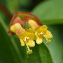 Load image into Gallery viewer, Close-up of the showy yellow flower of Black Twinberry (Lonicera involucra). One of 100+ species of Pacific Northwest native plants available at Sparrowhawk Native Plants, Native Plant Nursery in Portland, Oregon.