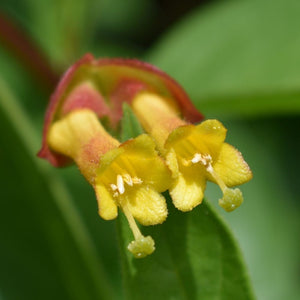 Close-up of the showy yellow flower of Black Twinberry (Lonicera involucra). One of 100+ species of Pacific Northwest native plants available at Sparrowhawk Native Plants, Native Plant Nursery in Portland, Oregon.