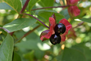 Close-up of the showy black berries of Black Twinberry (Lonicera involucra). One of 100+ species of Pacific Northwest native plants available at Sparrowhawk Native Plants, Native Plant Nursery in Portland, Oregon.