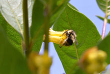 Load image into Gallery viewer, A bumble bee forages on the showy yellow flower of Black Twinberry (Lonicera involucra). One of 100+ species of Pacific Northwest native plants available at Sparrowhawk Native Plants, Native Plant Nursery in Portland, Oregon.