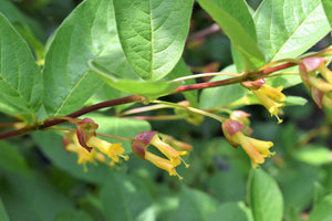 Black Twinberry (Lonicera involucra) leaves and showy yellow flowers arranged ornamentally along the red stem. One of 100+ species of Pacific Northwest native plants available at Sparrowhawk Native Plants, Native Plant Nursery in Portland, Oregon.