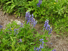 Load image into Gallery viewer, Growth habit and showy purple flowers of Broadleaf Lupine (Lupinus latifolius). One of 100+ species of Pacific Northwest native plants available at Sparrowhawk Native Plants, Native Plant Nursery in Portland, Oregon.