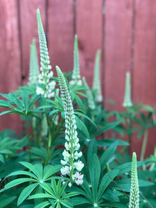 Green buds of Large-leaved Lupine flowers (Lupinus polyphyllus). Another stunning Pacific Northwest native plant available at Sparrowhawk Native Plants Nursery in Portland, Oregon.
