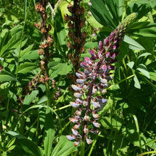 Load image into Gallery viewer, Lupinus polyphyllus (Bigleaf lupine)