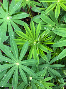 Leaves of Large-leaved Lupine (Lupinus polyphyllus). Another stunning Pacific Northwest native plant available at Sparrowhawk Native Plants Nursery in Portland, Oregon.