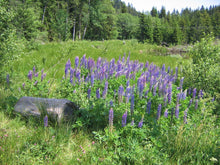 Load image into Gallery viewer, Wet field of Large-leaved Lupine (Lupinus polyphyllus). Another stunning Pacific Northwest native plant available at Sparrowhawk Native Plants Nursery in Portland, Oregon.