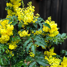 Load image into Gallery viewer, Bright yellow flowers of tall Oregon grape (Berberis aquifolium or Mahonia aquifolium). One of 100+ species of Pacific Northwest native plants available at Sparrowhawk Native Plants nursery in Portland, Oregon