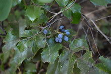 Load image into Gallery viewer, Close-up of powdery blue fruits of tall Oregon grape (Berberis aquifolium or Mahonia aquifolium). One of 100+ species of Pacific Northwest native plants available at Sparrowhawk Native Plants nursery in Portland, Oregon