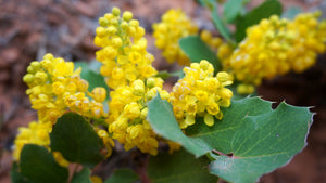 Close-up of creeping Oregon grape flower (Mahonia repens). Another stunning Pacific Northwest native plant available at Sparrowhawk Native Plants Nursery in Portland, Oregon.
