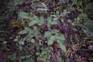Growth habit of creeping Oregon grape (Mahonia repens) in the forest. Another stunning Pacific Northwest native shrub available at Sparrowhawk Native Plants Nursery in Portland, Oregon.