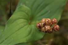 Load image into Gallery viewer, Unique berries of False-Lily-of-the-Valley (Maianthemum dilatatum). Another stunning Pacific Northwest native plant available at Sparrowhawk Native Plants Nursery in Portland, Oregon.
