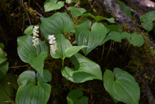 Load image into Gallery viewer, Close-up of white flower cluster and leaves of False-Lily-of-the-Valley (Maianthemum dilatatum). Another stunning Pacific Northwest native plant available at Sparrowhawk Native Plants Nursery in Portland, Oregon.