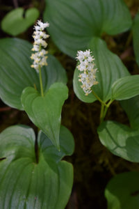 Close-up of white flower cluster and leaves of False-Lily-of-the-Valley (Maianthemum dilatatum). Another stunning Pacific Northwest native plant available at Sparrowhawk Native Plants Nursery in Portland, Oregon.