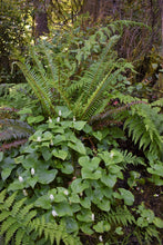 Load image into Gallery viewer, Population of False-Lily-of-the-Valley (Maianthemum dilatatum) nestled under an ancient sword fern and evergreen tree. Another stunning Pacific Northwest native plant available at Sparrowhawk Native Plants Nursery in Portland, Oregon.