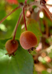 Close-up of fruit on Western Crabapple (Malus fusca) - Oregon native small tree. One of 100+ species of Pacific Northwest native plants available at Sparrowhawk Native Plants, Native Plant Nursery in Portland, Oregon.