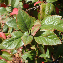 Load image into Gallery viewer, Western Crabapple