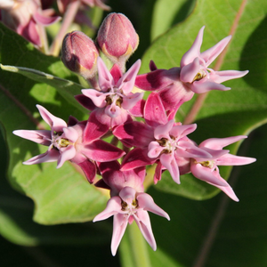 Close-up of Showy Milkweed flower (Asclepias speciosa). One of 100+ species of Pacific Northwest native plants available at Sparrowhawk Native Plants, Native Plant Nursery in Portland, Oregon.