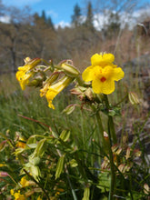 Load image into Gallery viewer, Close-up of the flowers of yellow monkeyflower (Erythranthe guttata, formerly/aka Mimulus guttatus). One of 100+ species of Pacific Northwest native plants available at Sparrowhawk Native Plants, Native Plant Nursery in Portland, Oregon.