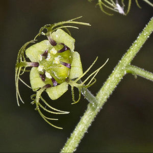 Creeping Miterwort (Mitella caulescens).  One of 100+ species of Pacific Northwest native plants available at Sparrowhawk Native Plants, Native Plant Nursery in Portland, Oregon.. 