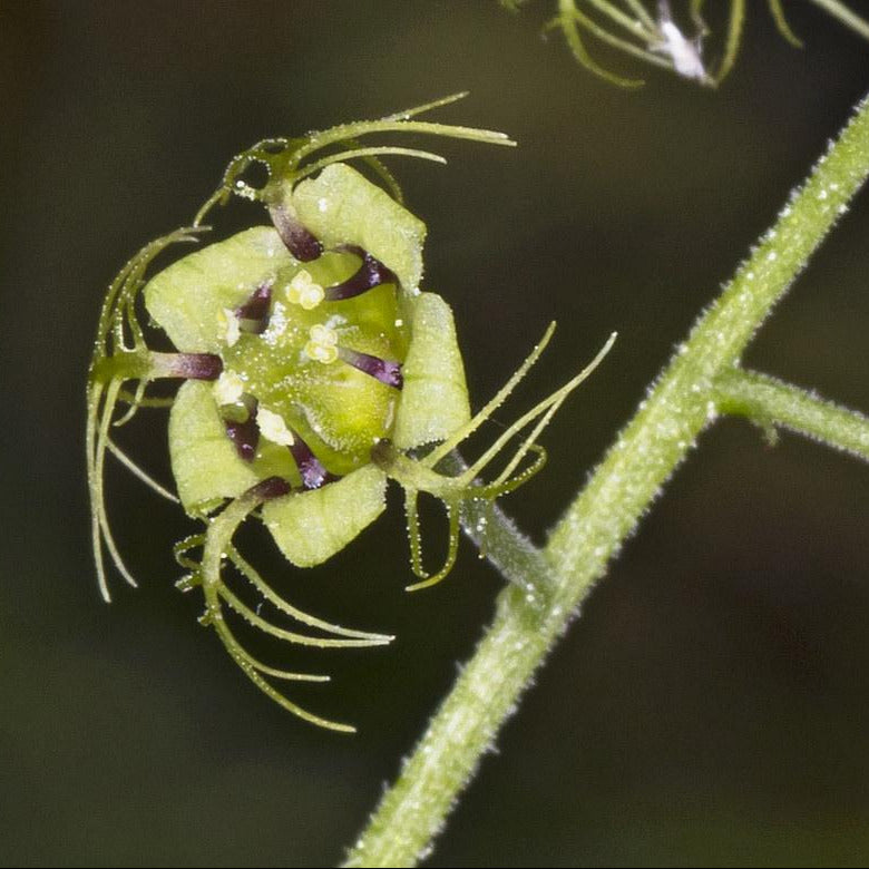 Creeping Miterwort (Mitella caulescens).  One of 100+ species of Pacific Northwest native plants available at Sparrowhawk Native Plants, Native Plant Nursery in Portland, Oregon.. 