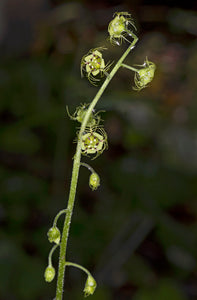 Creeping Miterwort (Mitella caulescens).  One of 100+ species of Pacific Northwest native plants available at Sparrowhawk Native Plants, Native Plant Nursery in Portland, Oregon..