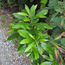 Load image into Gallery viewer, Small branch of Pacific Wax Myrtle (Myrica californica) covered in glossy evergreen leaves. One of 100+ species of Pacific Northwest native plants available at Sparrowhawk Native Plants, Native Plant Nursery in Portland, Oregon.