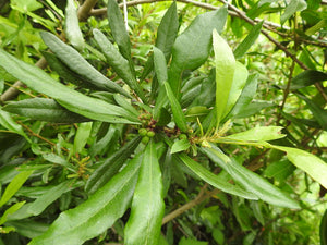 Small branch of Pacific Wax Myrtle (Myrica californica) covered in glossy evergreen leaves. One of 100+ species of Pacific Northwest native plants available at Sparrowhawk Native Plants, Native Plant Nursery in Portland, Oregon.