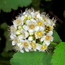 Load image into Gallery viewer, Close-up of Pacific Ninebark flower (Physocarpus capitatus). Another stunning Pacific Northwest native shrub available at Sparrowhawk Native Plants Nursery in Portland, Oregon.