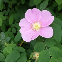 Load image into Gallery viewer, Close up of pink Nootka Rose flower (Rosa nutkana) - native Oregon shrub. One of 100+ species of Pacific Northwest native plants available at Sparrowhawk Native Plants, Native Plant Nursery in Portland, Oregon.