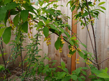 Load image into Gallery viewer, Immature fruits of osoberry, or indian plum (Oemleria cerasiformis). Another stunning Pacific Northwest native shrub available at Sparrowhawk Native Plants Nursery in Portland, Oregon