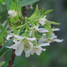 Load image into Gallery viewer, Close-up of the early-blooming white flowers of osoberry, or indian plum (Oemleria cerasiformis). Another stunning Pacific Northwest native shrub available at Sparrowhawk Native Plants Nursery in Portland, Oregon