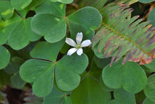 Load image into Gallery viewer, Close up of the bright white flower of Oregon oxalis, aka redwood sorrel (Oxalis oregana). One of 100+ species of Pacific Northwest native plants available at Sparrowhawk Native Plants, Native Plant Nursery in Portland, Oregon.