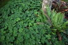 Load image into Gallery viewer, A thick, magical groundcover of Oregon oxalis, aka redwood sorrel (Oxalis oregana) encircles a small backyard tree, interplanted with sword fern. One of 100+ species of Pacific Northwest native plants available at Sparrowhawk Native Plants, Native Plant Nursery in Portland, Oregon.