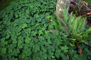 A thick, magical groundcover of Oregon oxalis, aka redwood sorrel (Oxalis oregana) encircles a small backyard tree, interplanted with sword fern. One of 100+ species of Pacific Northwest native plants available at Sparrowhawk Native Plants, Native Plant Nursery in Portland, Oregon.