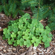 Load image into Gallery viewer, A small mound of Oregon oxalis, aka redwood sorrel (Oxalis oregana). One of 100+ species of Pacific Northwest native plants available at Sparrowhawk Native Plants, Native Plant Nursery in Portland, Oregon.