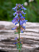 Load image into Gallery viewer, Close-up of the showy blueish-purple flowers of Rydberg&#39;s Penstemon (Penstemon rydbergii). One of 100+ species of Pacific Northwest native plants available at Sparrowhawk Native Plants, Native Plant Nursery in Portland, Oregon.
