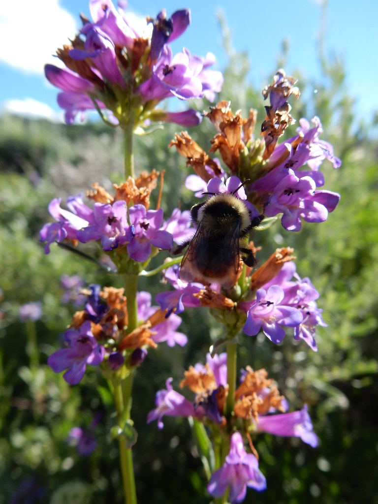Rydberg's Penstemon (Penstemon rydbergii) Sparrowhawk Native Plants