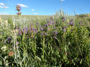 A patch of Rydberg's Penstemon (Penstemon rydbergii) in the wild. One of 100+ species of Pacific Northwest native plants available at Sparrowhawk Native Plants, Native Plant Nursery in Portland, Oregon.