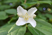 Load image into Gallery viewer, Closeup of a white flower of native Mock Orange shrub (Philadelphus lewisii). One of 100+ species of Pacific Northwest native plants available at Sparrowhawk Native Plants, Native Plant Nursery in Portland, Oregon.