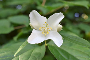 Closeup of a white flower of native Mock Orange shrub (Philadelphus lewisii). One of 100+ species of Pacific Northwest native plants available at Sparrowhawk Native Plants, Native Plant Nursery in Portland, Oregon.