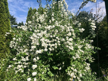 Load image into Gallery viewer, Hundreds of fragrant white-flowers cover a mature native Mock Orange shrub (Philadelphus lewisii). One of 100+ species of Pacific Northwest native plants available at Sparrowhawk Native Plants, Native Plant Nursery in Portland, Oregon.