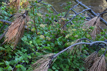 Load image into Gallery viewer, Pacific ninebark (Physocarpus capitatus) growing in a riparian area beside a large, fallen Ponderosa pine branch. Another stunning Pacific Northwest native shrub available at Sparrowhawk Native Plants Nursery in Portland, Oregon.