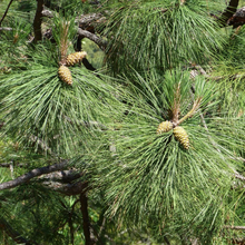 Load image into Gallery viewer, Close up of needles and cones on Ponderosa Pine (Pinus ponderosa). One of the many Pacific Northwest native trees available at Sparrowhawk Native Plants, Native Plant Nursery in Portland, Oregon.