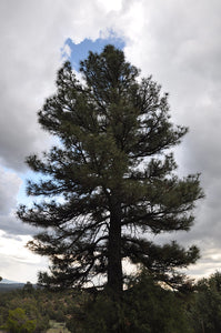 The growth habit of Ponderosa Pine (Pinus ponderosa). One of the many Pacific Northwest native trees available at Sparrowhawk Native Plants, Native Plant Nursery in Portland, Oregon.