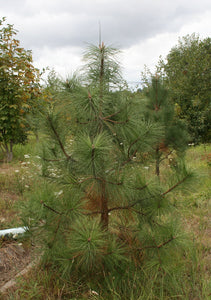 A young, recently planted Ponderosa Pine (Pinus ponderosa). One of the many Pacific Northwest native trees available at Sparrowhawk Native Plants, Native Plant Nursery in Portland, Oregon.